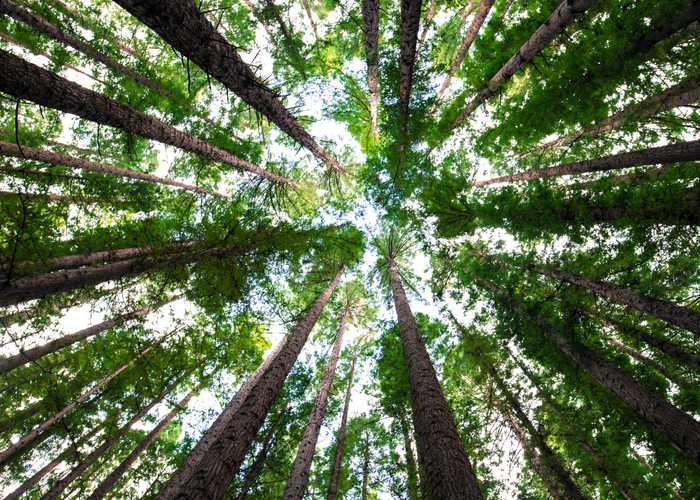 Staring up at the canpoy of a forest